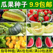 High-quality vegetable seeds Pumpkin melon Strawberry watermelon corn Strawberry eggplant color pepper Daejeon seeds Farm vegetable seeds