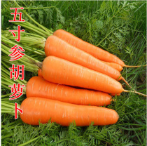 Five-inch ginseng carrot seeds seeds balconies potted Spring Seeds autumn sowing vegetable seeds seeds farmers
