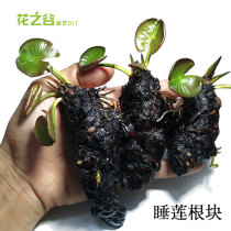 Water Lily bowl lotus root block mini lotus rhizome hydroponic fish tank garden pond plant potted four seasons aquatic