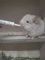 Help you strong probiotic powder prebiotic cream 15g chinchat rabbit hamster dog cat Petag times cool