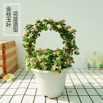 Four seasons evergreen golden branches and Jade leaves potted elegant music dance bonsai plants indoor flowers desktop balcony good to raise