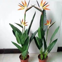  Bird of Paradise potted true flower crane hope orchid plant Indoor four seasons flowering plant radiation formaldehyde-absorbing green plant hydroponics