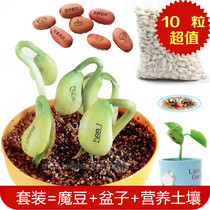 Magic lettering love magic bean seed egg creative mini plant with word bean long word bean cute small potted plant