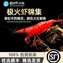 Polar Fire Shrimp Ornamental Freshwater Shrimp Flame Red Baking Varnish Seamless Rush of Algae Pet Tool Pet Straw Cylinder Rice Shrimp