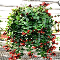 Mouth Red Chandelia Potted Flowers Indoor Balcony Hanging the Four Seasons Flowers Bonsai Plants