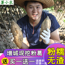 Pueraria Pueraria Pueraria fresh Huangge Guangdong soup sclerless raw Pueraria crystal powder kudzu seedlings farmers now dig 5kg