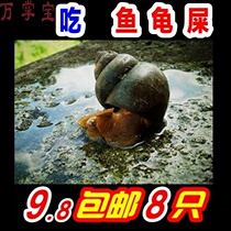 Ornamental snail snail living snail pet fish tank cleaning tool snail fresh water cold water snail snail