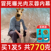 Cistanche deserticola 500g Alashan oil slices whole roots Inner Mongolia Chinese medicinal materials non-wild Super Suoyang tea wine wine