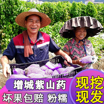 Purple Yam fresh now dug Purple Jade Huaishan purple big potato purple foot plate potato Zengcheng farm specialty 5kg purple ginseng potato