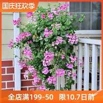 Hanging fishing Tianzhu sunflower seedlings seeds double petals Four Seasons flowering potted balcony courtyard flowers green plants