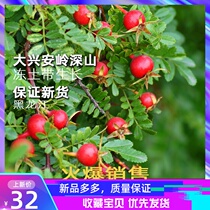New goods Daxinganling Wild Rose fruit tea Thorn Rose Fruit Mountain Thorn flower 200g