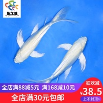 Longfeng Koi Platinum koi Taiwan Longfeng koi Silver Longfeng Koi Silver Longfeng Koi Live fish