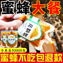 Pollen pulp natural bee food beekeeping feed pure rape pollen substitute pollen fermentation nutrient solution feeding Bee