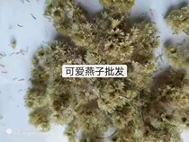  New domestic sun-dried permanent flowers dried flowers eternal flowers fidelity 50g one to two kg of pure dew