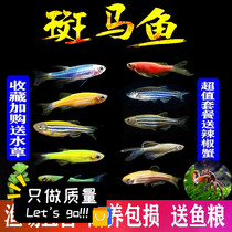Zebrafish Ornamental fish Cold water practice fish Blue ribbon Zebrafish Lamp fish School swimming fish Tropical fish Small fish Live fish