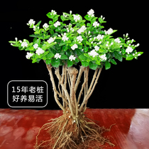 Jasmine potted courtyard balcony indoor and outdoor Four Seasons flower jasmine flower seedling flower plant mosquito repellent purifying air