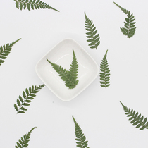 Broad bean leaf embossed plant specimen teaching children DIY handmade activities Bookmark photo frame flower painting decorative materials