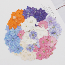 Feiyan flower Chidori flower real flower plant specimen DIY epoxy real flower mobile phone shell kindergarten sticker face decoration