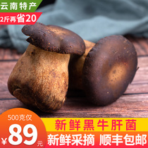 Fresh Black Boletus Delicious Boletus Yunnan specialty Fresh Boletus sheep belly Mushroom mushroom 500g soup