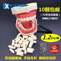 Dental materials Dental assistant practice exam preparation practice Simulation in vitro dental resin denture model