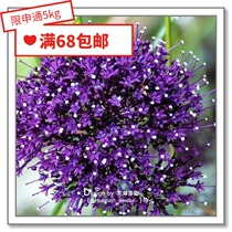  Flower edge pickles Imported flower seeds*American Pan American*Evening fog grass*Forest Lake*Purple 10 pieces