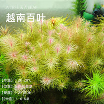 Fish era] Vietnamese Shutter Water Grass in Leaffish Tank Middle Back View Watergrass Living Real Water Grass