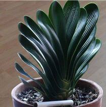  Boutique round-headed monk clivia seedling potted green plant 5-year-old seedling indoor office desktop good cultivation of plants and flowers