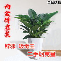 Green Princess Large Leaf Gold Drill Drug King All Season Evergreen Suction Formaldehyde Plant Indoor Tabletop Green Plant Potted Flowers