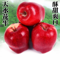 Gansu Tianshui Huaoxu Apple Fruit Fresh Water Source Heart Farmers Season Snake Fruit Pingguo Pingguo Powder 5 Jin