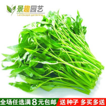 Garden balcony Willow-leaf spinach seeds large-leaf water spinach cycle short cultivation easy to sow in four seasons