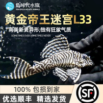 Golden Monarch Maze Fish L333 South American Wild Profiled Panda Zebra Platinum King Special Tool Fish Living