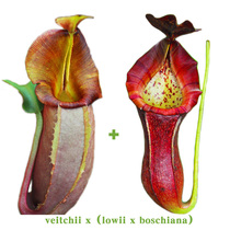 Vichy x (Lloyds x Bosch)Nepenthes real seedlings Large wide-lipped small cordyceps breeding insectivorous plants
