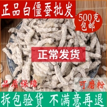 White stiff silkworm Chinese herbal medicine shop white Xinjiang worm and ginger worm can be white stiff silkworm powder 500 gr Chinese herbal medicine