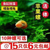 Apple snail ornamental snail fish tank cleaning algae removal snail grass tank tool snail aquarium freshwater pet snail living body