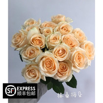 (Gesang Flower)Fresh Rose Single head Rose Large bud Champagne color Rose Champagne Quality Rose