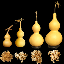 Courtyard planting large small and medium-sized Aluma gourd seed giant gourd hand twist wenplay gourd seed vine plant