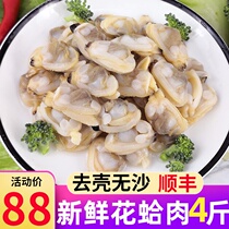 Shelled no sand-free clam meat frozen fresh clam meat cassae meat rhubarb clams commercial wholesale