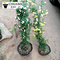 Wood fragrant flower seedlings Qilixiang potted climbing vine plants strong fragrance Four Seasons sweet mahogany fragrant flower seedlings rose climbing flowers