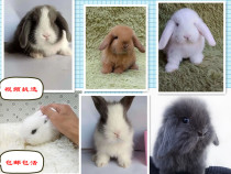 Living Rabbit Pet Pure Breed Dutch Coeared Rabbit Field Promotion Healthy Cute Mini Cover Face Dodge Cat Kitty Rabbit