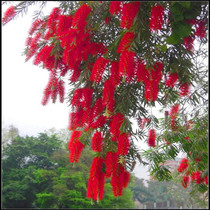 Greening seedlings tree seedlings mulberry seedlings multi-flowered red lasagna seedlings Jinbao saplings red thousands of seedlings cold tolerance