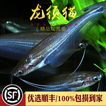 Dragon Shall Cat Fish Thai Import Transparent Glass Four Shall Cat Walrus Herd Swim Tropical Freshwater Ornamental Fish Grass Vat Living Body