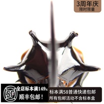 Thailand Five-pointed big pocket worm specimen Rhinoceros beetle Eupatorus gracilicornis Southern Long Halberd Big pocket