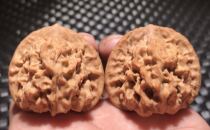 20 years new pure wild Guanyin lion head large size to play with little crowdsourced walnut special price official hat 42