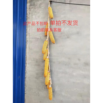 Natural real yellow corn corn brunts rural sundry and old sticks Farmland Farmhouse Farmhouse Music Decoration Harvest Festival Crops