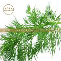 Fennel leaf Fennel Leaf 20g fennel seed spice