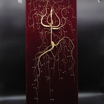 Weihuling Changbai Mountain Wild Ginseng National Inspection Special grade Wild Mountain ginseng Old age Mountain Ginseng Solid wood gift box SF