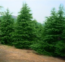 Cedar tree Cedar seedling Cedar pagoda pine Cedar seedling Four seasons evergreen Road tree Christmas Tree Garden green seedling