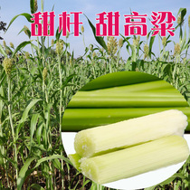 Northern sugarcane seed sweet sorghum Rod seed sweet Rod small gan spring sowing four seasons vegetables and fruits garden Garden