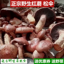 Send coupons) 2021 northeast specialty red mushroom 500g red mushroom dry goods boutique Red Pine umbrella mushroom mushroom