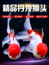 Cold water fish Pearl goldfish Red Red live crane top red lion head ornamental fish Hongyun head lion head goldfish